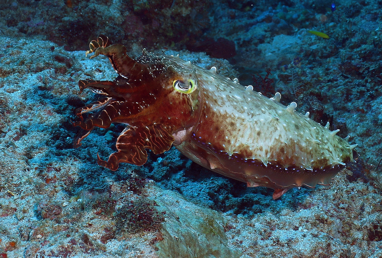 Raja Ampat 2016 - Sepia latimanus - Broadclub cuttlefish - Seiche - IMG_4257_rc.jpg